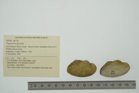 Pyganodon grandis image