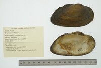 Strophitus undulatus image