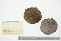 Cyclonaias tuberculata image