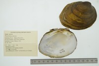 Pleurobema sintoxia image