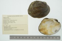 Amblema plicata image