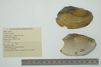 Leptodea fragilis image