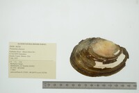 Potamilus ohiensis image