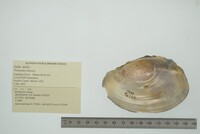 Potamilus ohiensis image