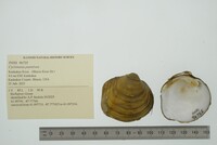 Cyclonaias pustulosa image