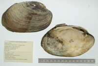 Ortmanniana ligamentina image