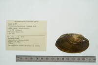 Ortmanniana ligamentina image