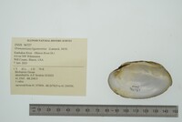 Ortmanniana ligamentina image