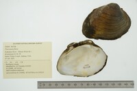 Fusconaia flava image