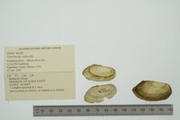 Utterbackia imbecillis image