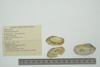 Utterbackia imbecillis image