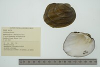 Amblema plicata image