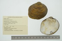 Cyclonaias pustulosa image