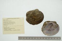 Cyclonaias tuberculata image