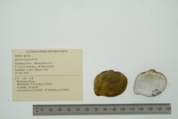 Quadrula quadrula image