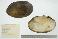 Ortmanniana ligamentina image