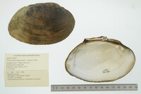 Ortmanniana ligamentina image