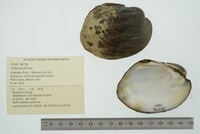 Amblema plicata image