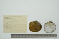 Cyclonaias pustulosa image