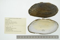 Lasmigona costata image