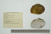 Fusconaia flava image