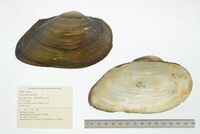 Pyganodon grandis image