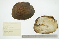 Cyclonaias pustulosa image