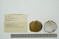 Cyclonaias pustulosa image