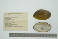 Ortmanniana ligamentina image