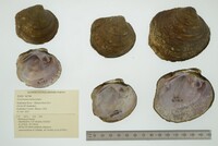 Cyclonaias tuberculata image