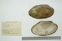 Lampsilis siliquoidea image