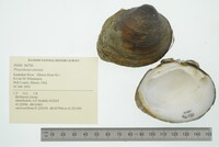 Pleurobema sintoxia image