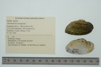 Alasmidonta marginata image