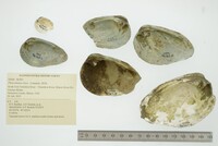 Pleurobema clava image