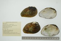 Pleurobema clava image