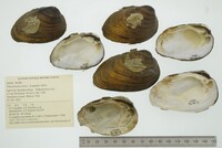 Pleurobema clava image