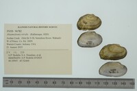 Alasmidonta viridis image