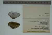 Epioblasma triquetra image