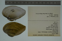 Epioblasma triquetra image