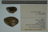 Epioblasma triquetra image