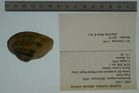 Epioblasma triquetra image