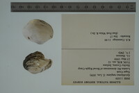 Epioblasma rangiana image