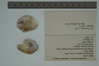 Epioblasma rangiana image