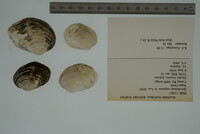 Epioblasma rangiana image