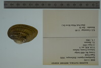 Epioblasma triquetra image