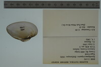 Epioblasma triquetra image