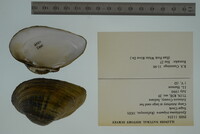Epioblasma triquetra image