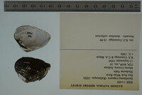 Epioblasma triquetra image
