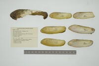 Mycetopoda pittieri image