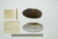 Velesunio wilsonii image